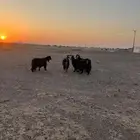 معزة عوارض العدد خمس