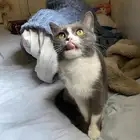 قطة للبيع