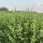 حنا طبيعي درجه اولى من مزارعنا مضمون