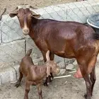 عنز بولده مشروطه ومطعمه الموقع الشقيق