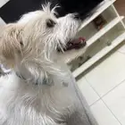 كلب يبي يتجوز يبي عروسه
