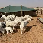 حريات وليد ودفيع