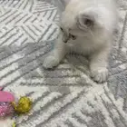 قط شيرازي