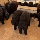 ذبايح نعيمي عربي مفطح ثلاجه ذبح وترصيل
