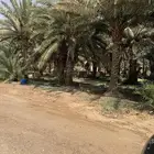 مزرعه للاجار