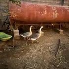وز عراقي