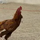 جوز دجاج ميوالي