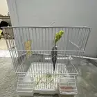 طيور بادجي ذكر وأنثى أليف جدا