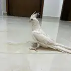 للبيع كروان ألبينو عيون حمراء مدرب واليف