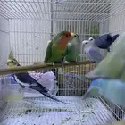 طيور الاسعار جميله جدا