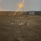 وز بلدي