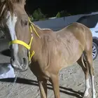 حصان جزيري