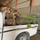 يوجد لدينا 13 حبه نخل مثمر خلاص البيع الدودمي الجمش البجديه