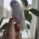 روز البينو عيون حمررر اليف