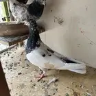 حمام باكستاني