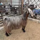 تم البيع