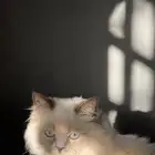 قط هملايا انثى للبيع