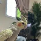 كروان أليف بسعر مناسب شراء فوري (توصيل مجاني بالرياض )