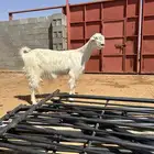عنز شامية
