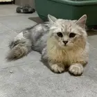 قط الوضح انه مفقود