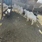 يوجد لدينا ذبائح حرية نظيفه تفريد