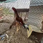 ديك سندي بيور