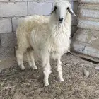 طلي عيسي