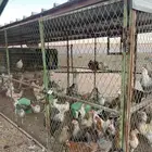 دجاج العدد 150 الصحه والبيض شرط