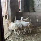 رخيل بلدي للبيع.