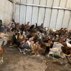 صوص بلدي
