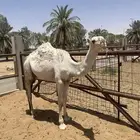 قعود اوضح مفرود