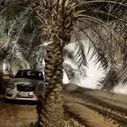 نخل بطول 4 م للبيع