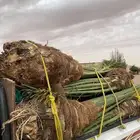 برني