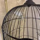 عصفور للبيع