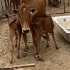 بقره معها اثنين