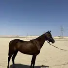 فرس شعبيه