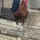 ديكه فيومي للبيع