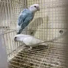 جوز روز منتج