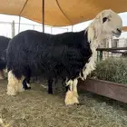 فحل نجدي ثني