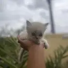 قطط كايتن نوعيه كفو