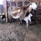 عنز حدرها تيس وجفره
