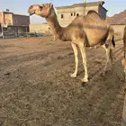 بكر لقحه كفوو