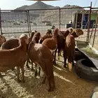 سواكن حمري جذعان فاخرة
