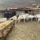 للبيع غنم مقاني