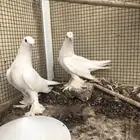 حمام لبناني وتركي للبيع