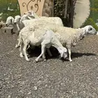 ضأن حريات دفيع وضريع باين