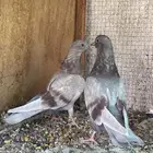 فروخ لاكات للبيع