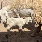 انتاج صنف الغاليات