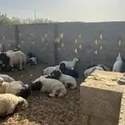 نعيم