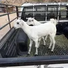 تيس وجفره
